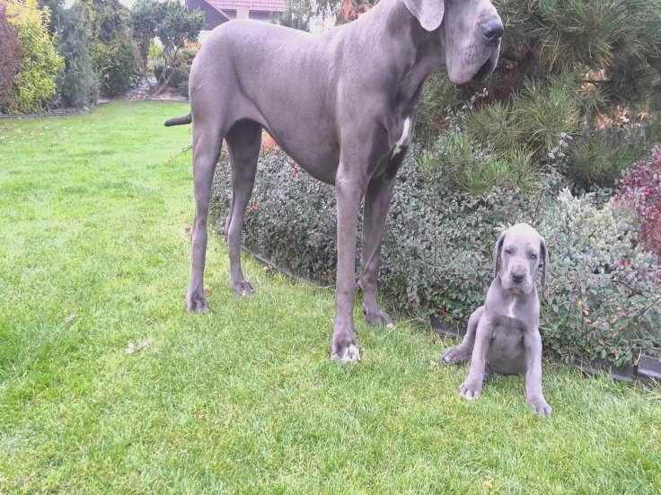 Great Dane Puppies For Sale In Ny