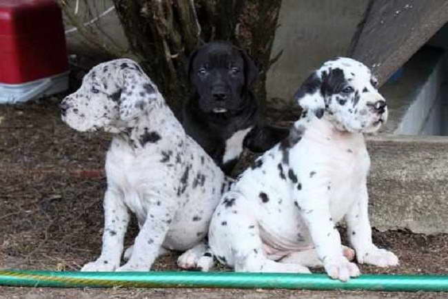 Great Dane Puppies For Sale In Ohio