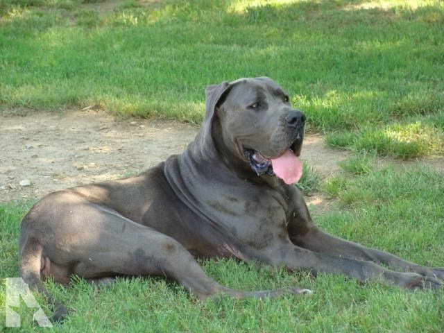 Great Dane Puppies For Sale In Oklahoma