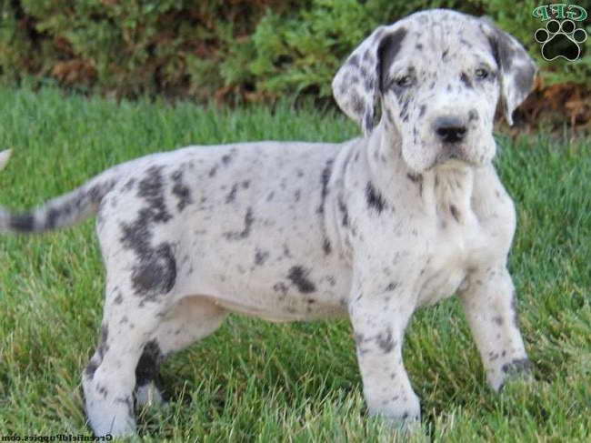 Great Dane Puppies For Sale In Pa