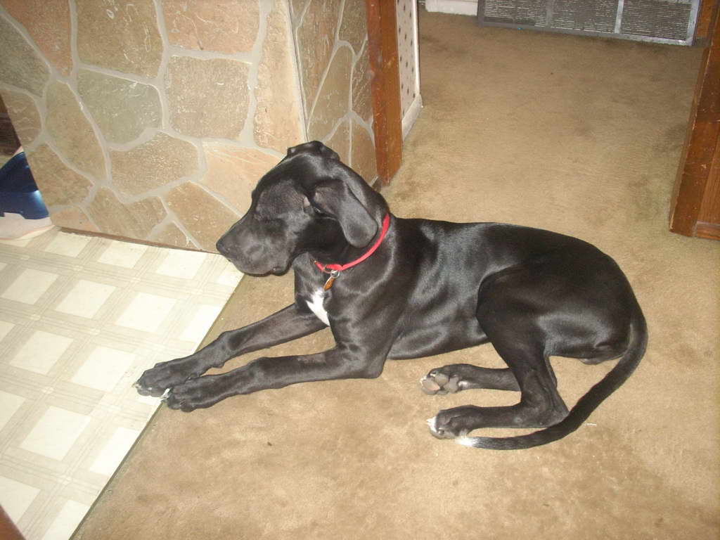 Great Dane Puppies For Sale In Pittsburgh Pa