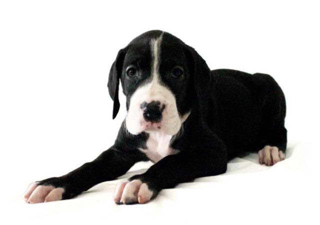 Great Dane Puppies For Sale In San Antonio