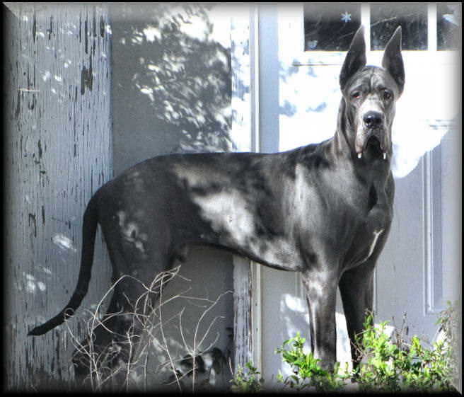 Great Dane Puppies For Sale In Texas Cheap