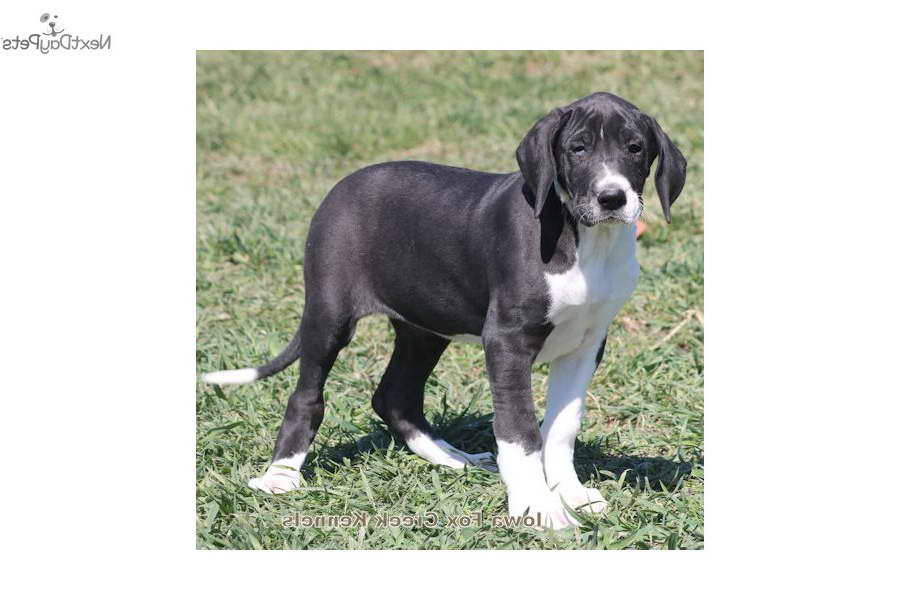 Great Dane Puppies For Sale Iowa