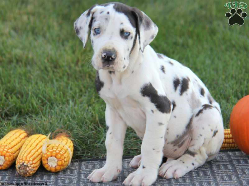 Great Dane Puppies For Sale Ny
