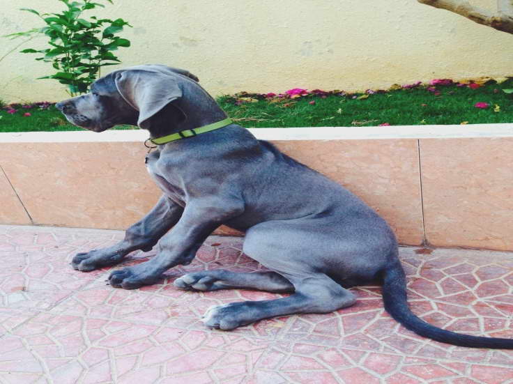 Great Dane Puppies For Sale San Diego