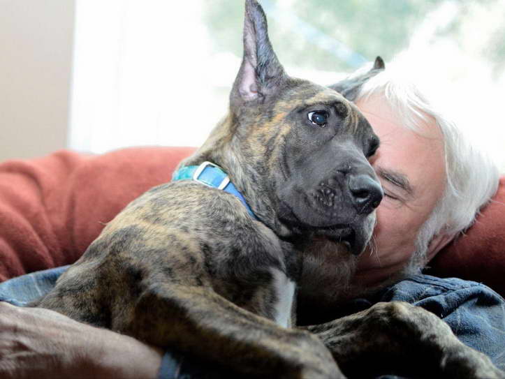 Great Dane Puppies For Sale Washington State