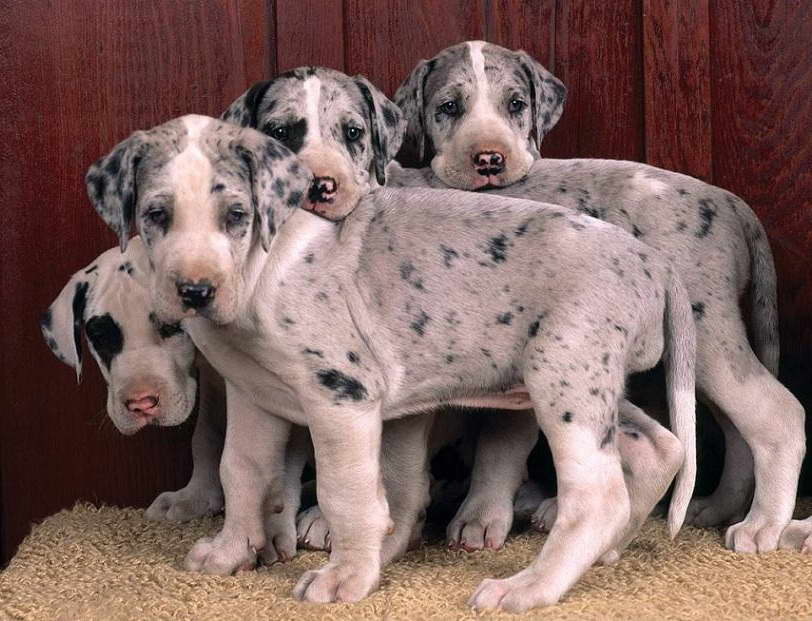 Great Dane Puppies Harlequin PETSIDI