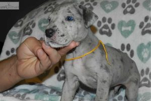 Great Dane Puppies Illinois