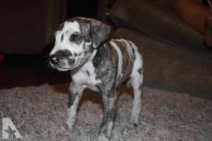 Great Dane Puppies In Arkansas