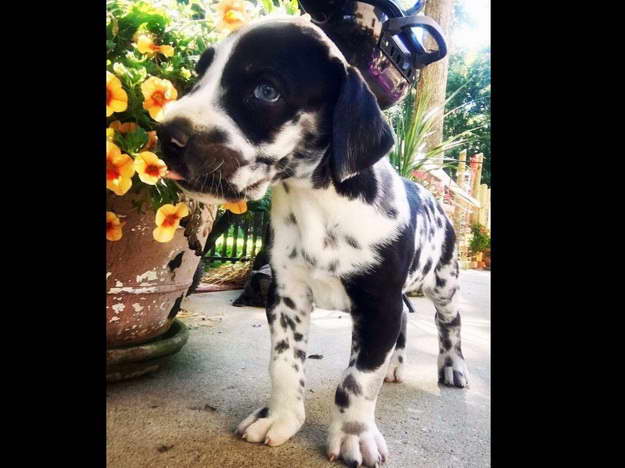 Great Dane Puppies In North Carolina