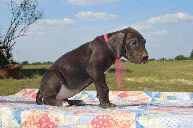 Great Dane Puppies In Oklahoma