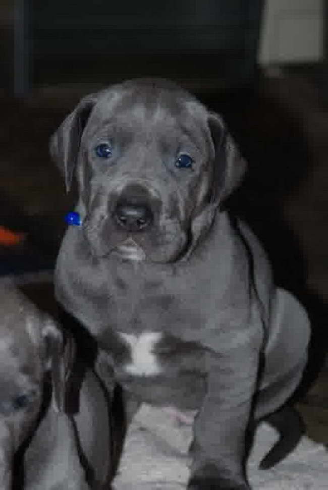 Great Dane Puppies Indiana