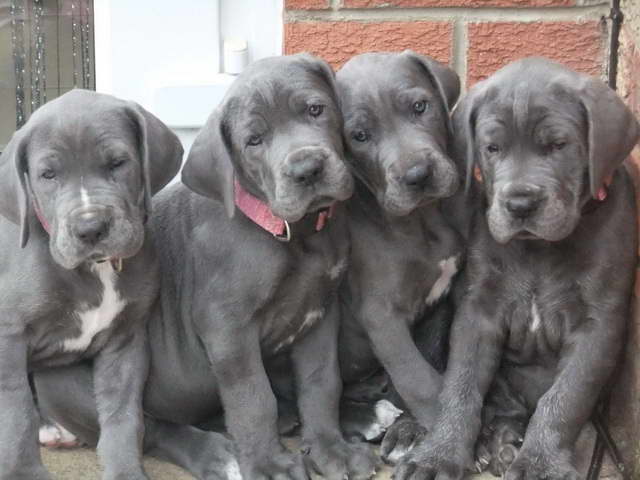 Great Dane Puppies Kansas