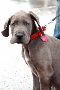 Great Dane Puppies Long Island