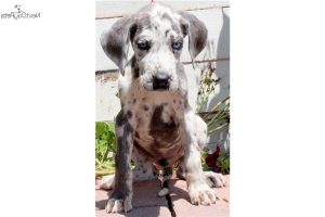 Great Dane Puppies Louisville Ky