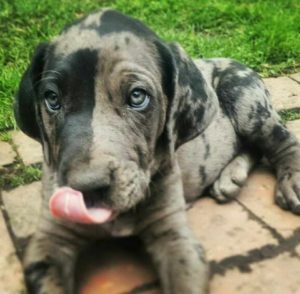 Great Dane Puppies Massachusetts