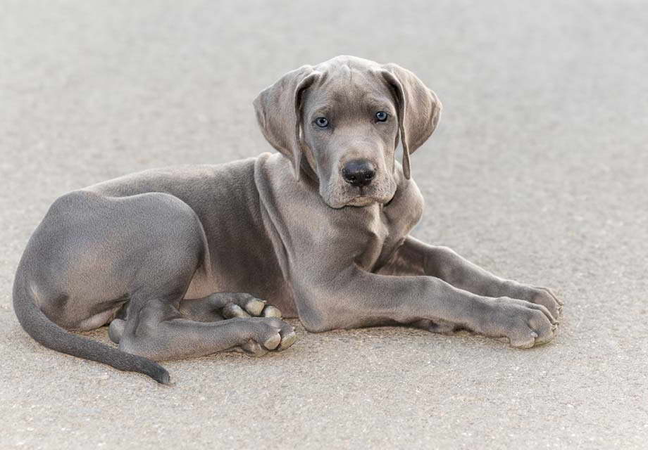 Great Dane Puppies Midwest