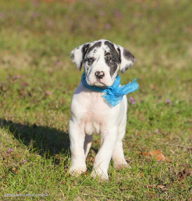 Great Dane Puppies Mississippi