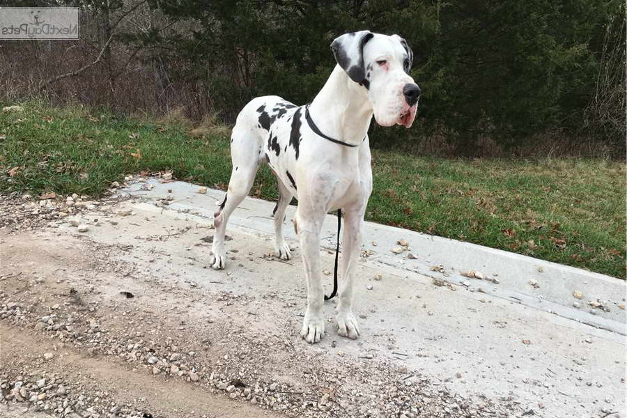 Great Dane Puppies Missouri