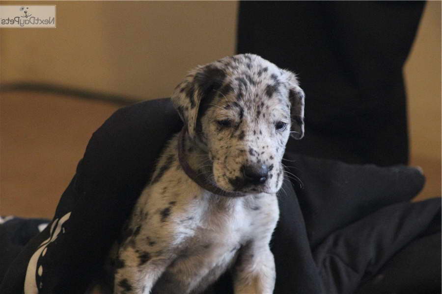 Great Dane Puppies New Mexico