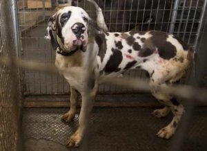 Great Dane Puppies Nh
