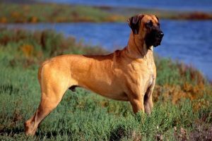 Great Dane Puppies Ohio