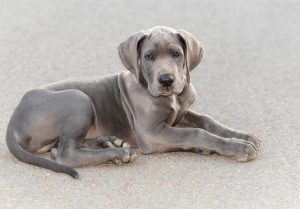 Great Dane Puppies Picture