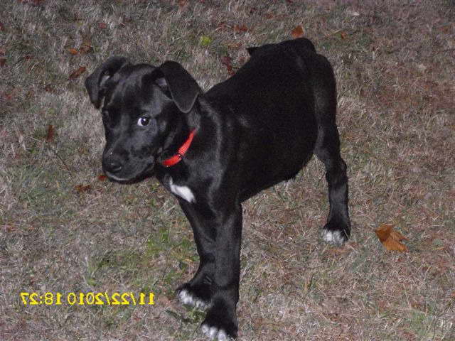 Great Dane Puppies Pittsburgh