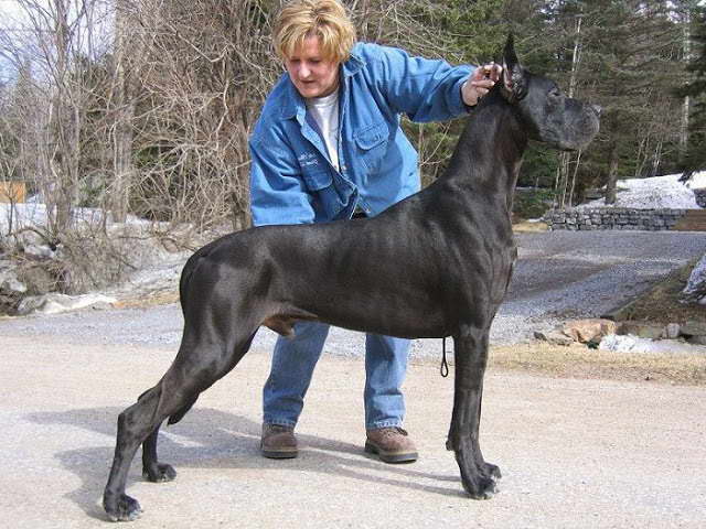 great dane puppy price
