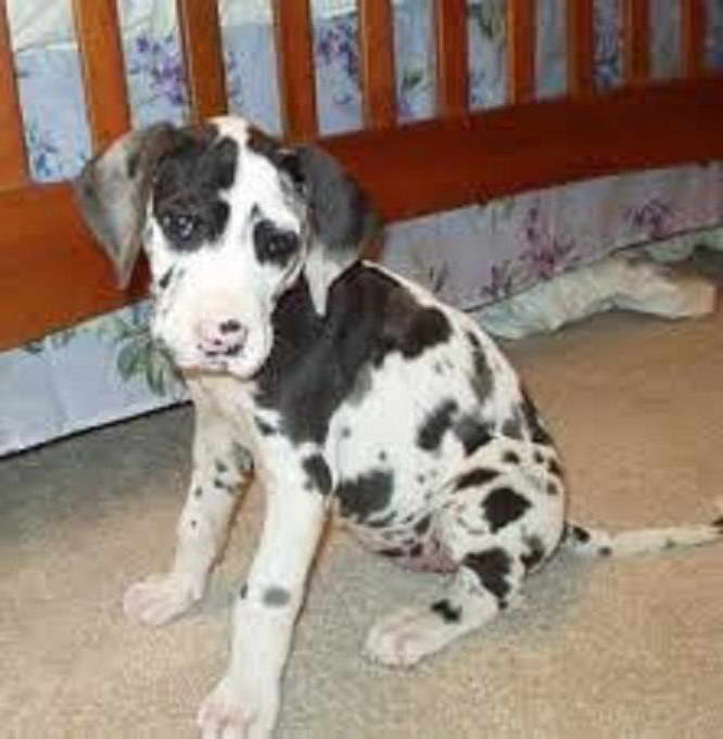 Great Dane Puppies Sacramento Ca