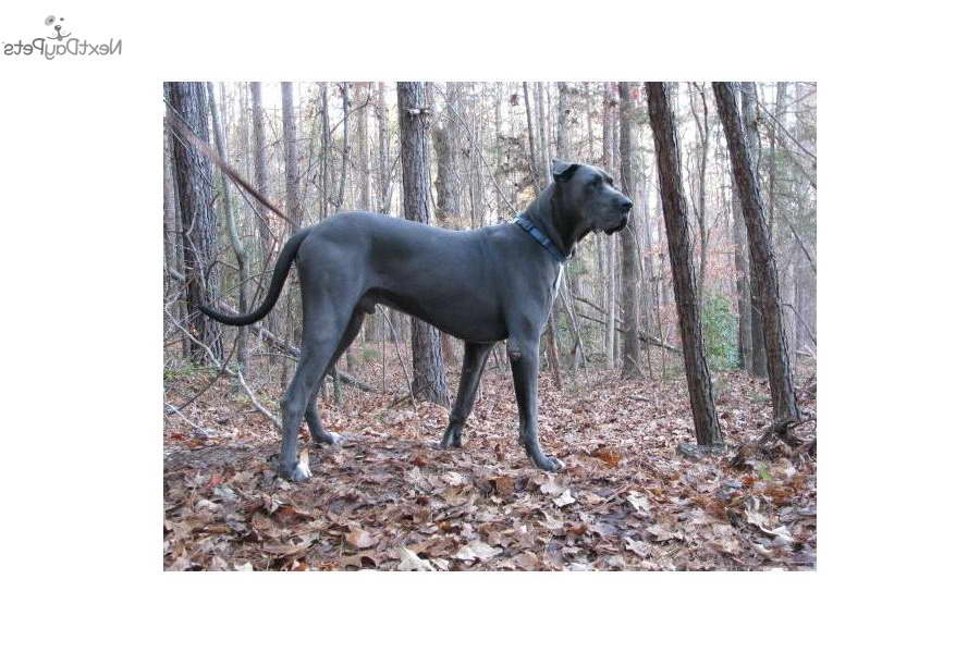 Great Dane Puppies South Carolina