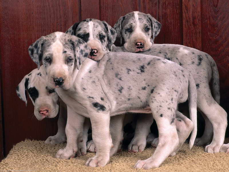 Great Dane Puppies Tennessee