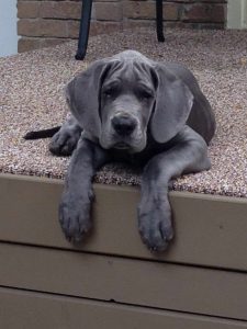 Great Dane Puppies Virginia Beach