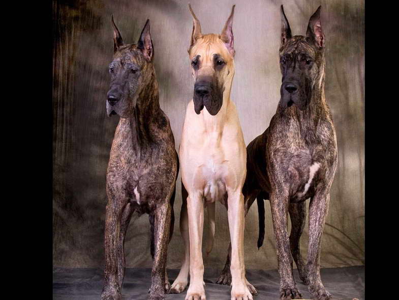 Great Dane Puppies Washington