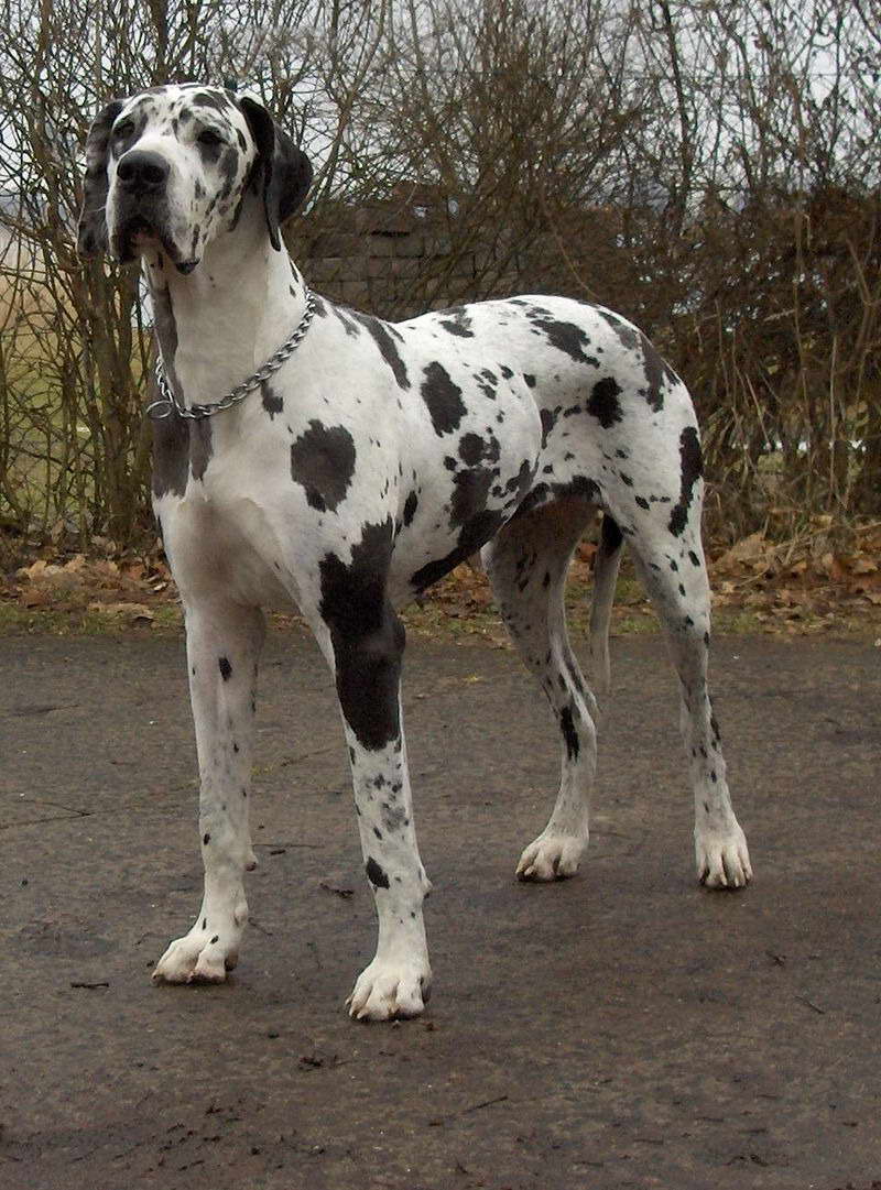 Great Dane Puppies Western Australia