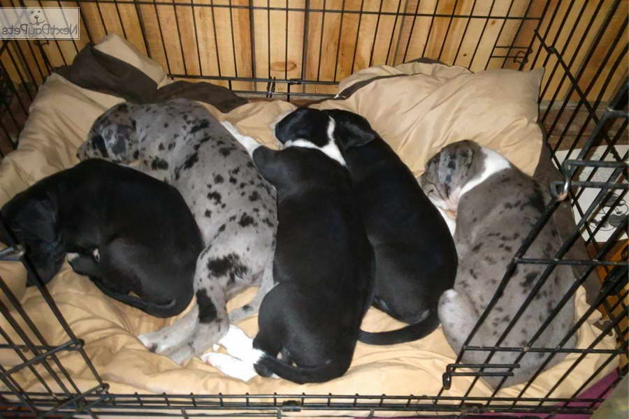 Great Dane Puppies Wichita Kansas | PETSIDI