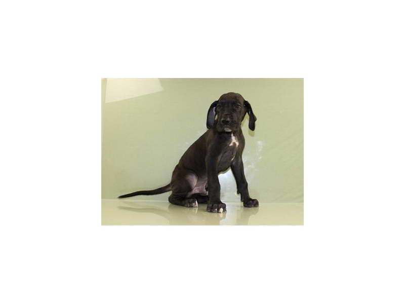 Great Dane Puppies Wichita Ks