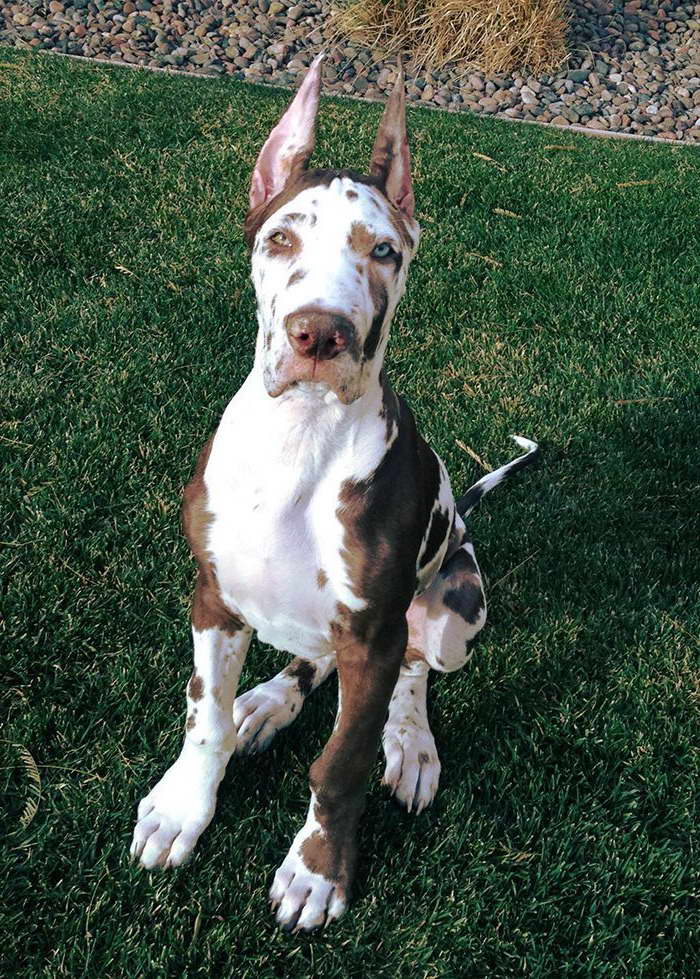Great Dane Puppies With Cropped Ears For Sale