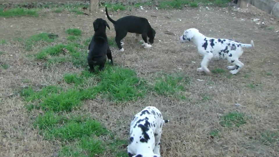 Great Dane Puppies Youtube