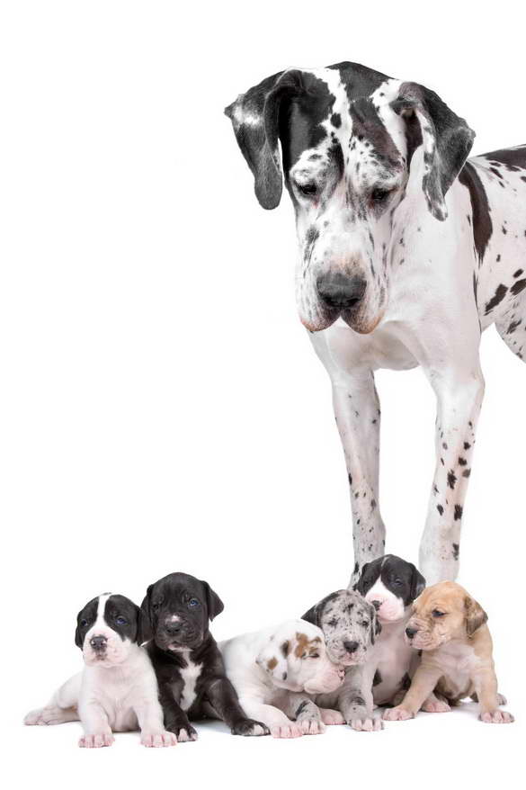 Great Dane Puppy Arizona