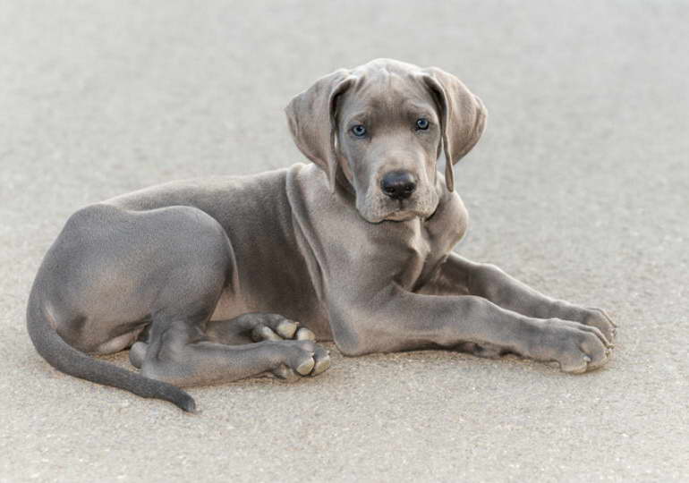 Great Dane Puppy Facts