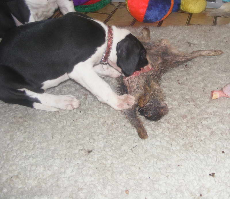 Great Dane Puppy Feeding