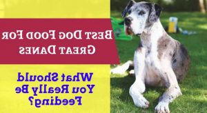 Great Dane Puppy Food Reviews