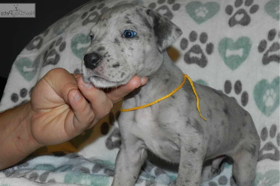 Great Dane Puppy Illinois