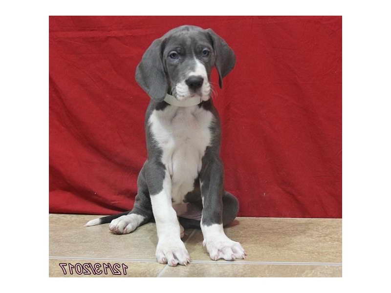 Great Dane Puppy Kansas City