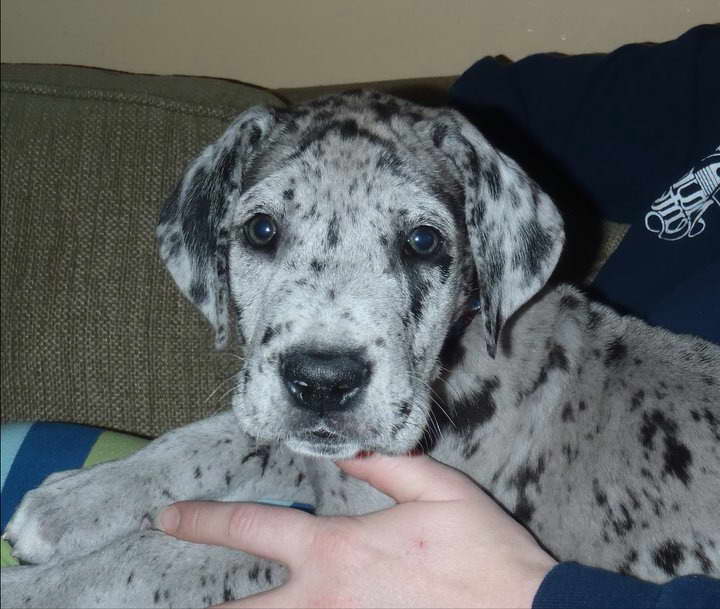 Great Dane Puppy Rescue