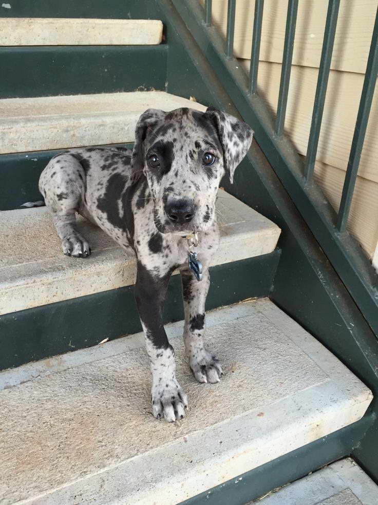 Great Dane Puppy Supplies