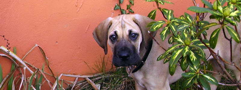 Great Dane Puppy Training Tips