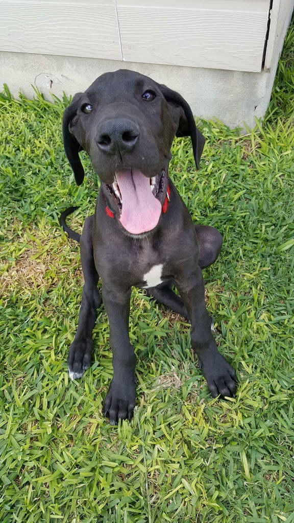 Great Dane Rescue Austin Tx